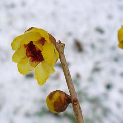 Chimonanthus praecox